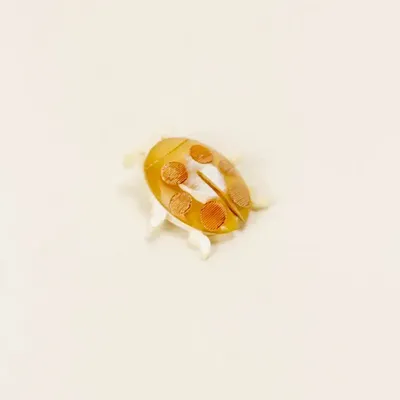 Brooches - Cocinelle brooch in blond horn - L INDOCHINEUR X RIVÊT