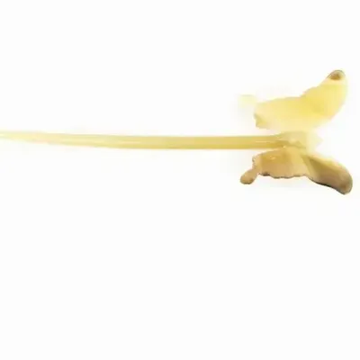 Barrettes - Butterfly hairpin in blond horn - L INDOCHINEUR X RIVÊT