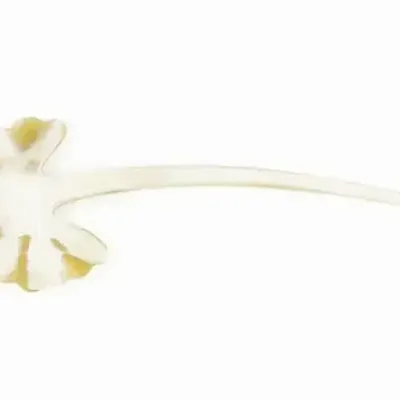 Barrettes - Gingko hairpin in blond horn - L INDOCHINEUR X RIVÊT