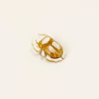 Brooches - Scarabee brooch in blond horn - L INDOCHINEUR X RIVÊT