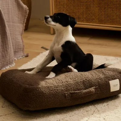 Pet accessories - PET ACCESORIES - CALMA HOUSE