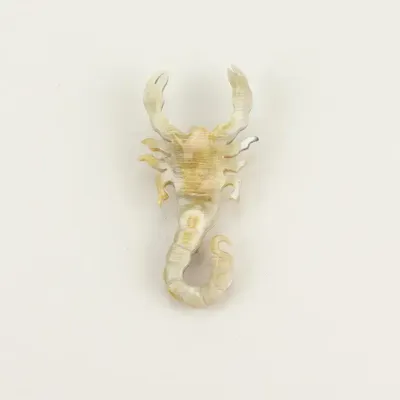 Brooches - Scorpion brooch in blond horn - L INDOCHINEUR X RIVÊT