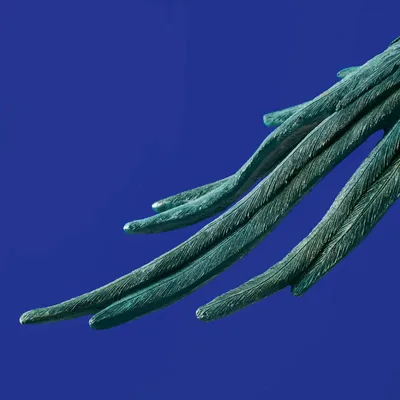 Suspensions - Plafonnier Perroquet Percy - WERNS