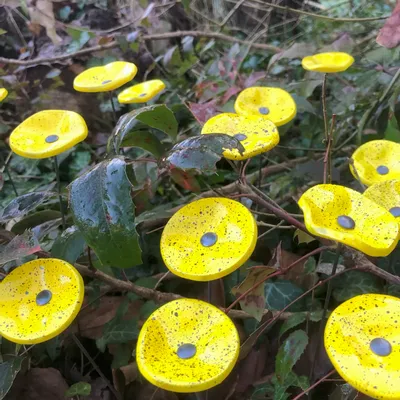 Floral decoration - Round small glass flower for outdoor use in yellow-black colour with 43 cm stainless steel stem - CARNEOL GLASS