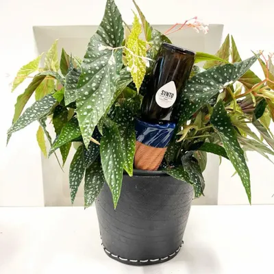 Vases - SANTO – le cône d’arrosage émaillé - COMMON PLACE YOUR URBAN JUNGLE