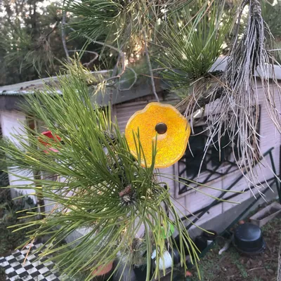 Floral decoration - Medium -sized glass calabel flower for outdoor in transparent, orange, yellow colour with 43 cm stainless steel stem. - CARNEOL GLASS