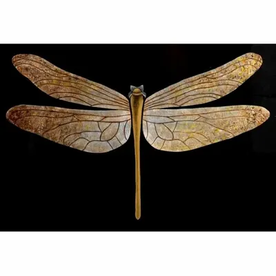 Autres décorations murales - DRAGONFLY - Décoration murale laquée - MAI HOME DECOR PTE LIMITED