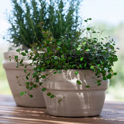 Céramique - Bowl Santiago - GOMMAIRE