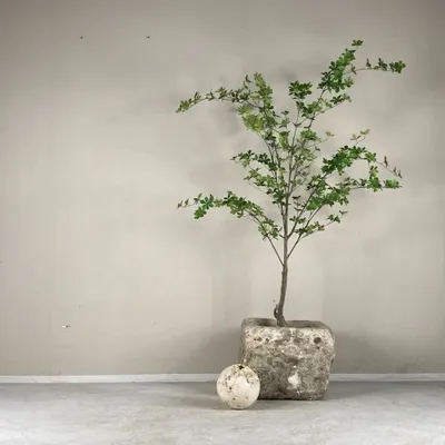 Ornements - Bassins Calcaires - THE SILK ROAD COLLECTION