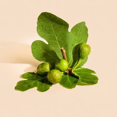 Scents - Fig leaf room spray 100ml - TANDEM FRAGRANCES