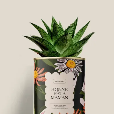 Cadeaux - Bonne fête maman - Mini Aloé - DIAIWAIE