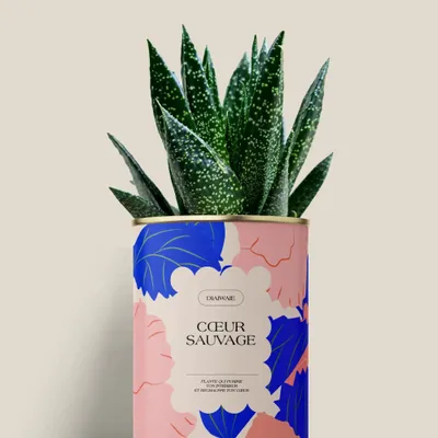 Gifts - Coeur sauvage - Mini Aloé - DIAIWAIE