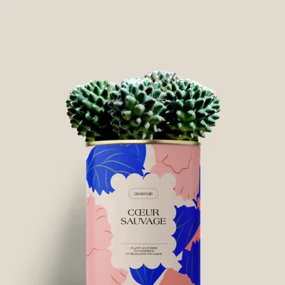 Cadeaux - Coeur sauvage - Mini Cactus - DIAIWAIE