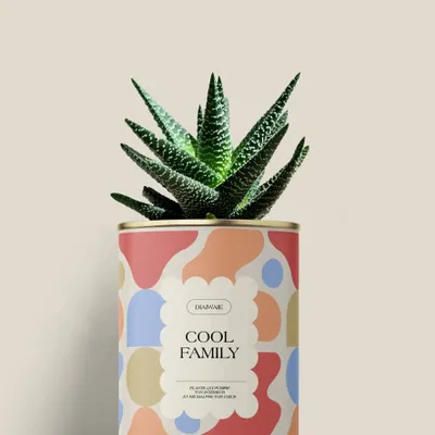 Gifts - Cool family - Mini Aloé - DIAIWAIE