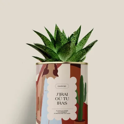 Floral decoration - J'irai ou tu iras - Mini aloé - DIAIWAIE