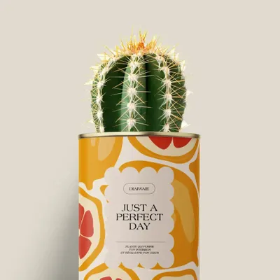 Gifts - Juste a perfect day - Mini Cactus - DIAIWAIE