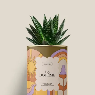 Gifts - La bohème - Mini Aloé - DIAIWAIE