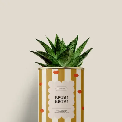 Gifts - Bisou bisou - Mini Aloé - DIAIWAIE