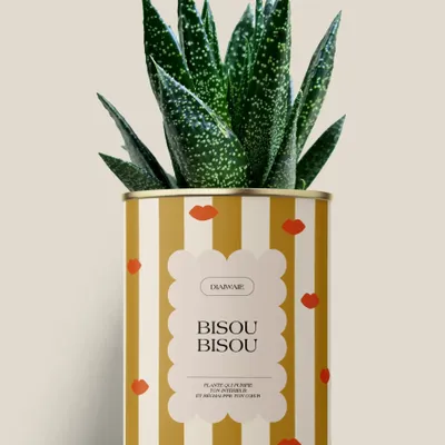 Gifts - Bisou bisou - Maxi Aloé - DIAIWAIE