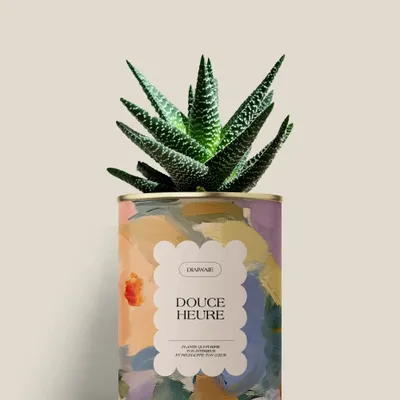 Gifts - Douce Heure - Mini Aloé - DIAIWAIE