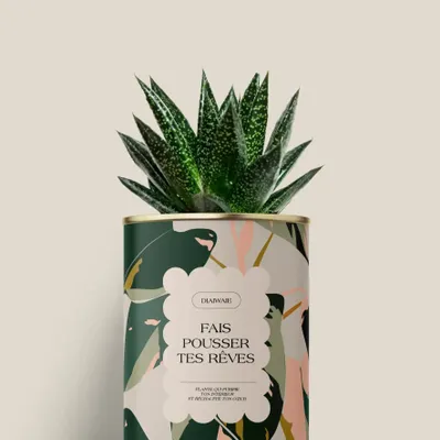 Cadeaux - Fais pousser tes rêves - Mini Aloé - DIAIWAIE