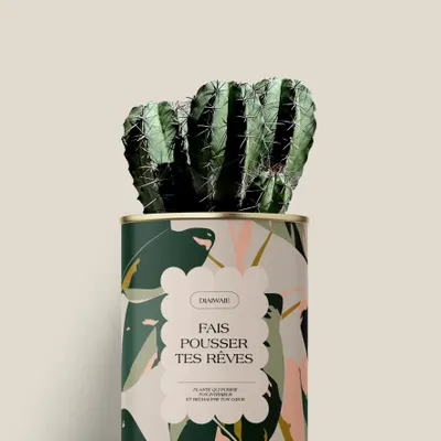 Gifts - Fais pousser tes rêves - Mini Cactus - DIAIWAIE