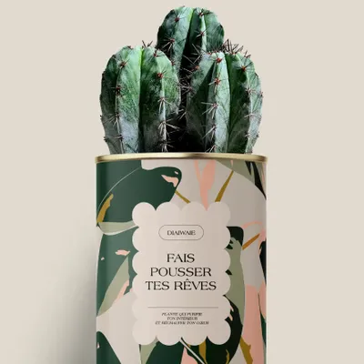 Cadeaux - Fais pousser tes rêves - Maxi Cactus - DIAIWAIE