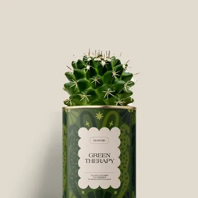 Cadeaux - GREEN THERAPY - Mini Cactus - DIAIWAIE