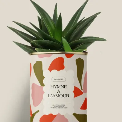 Gifts - Hymne à l'amour - Maxi Aloé - DIAIWAIE