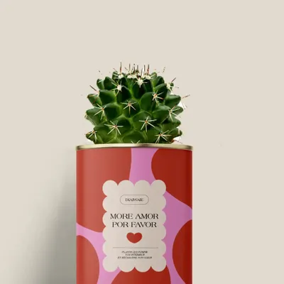 Gifts - More amor por favor - Mini Cactus - DIAIWAIE