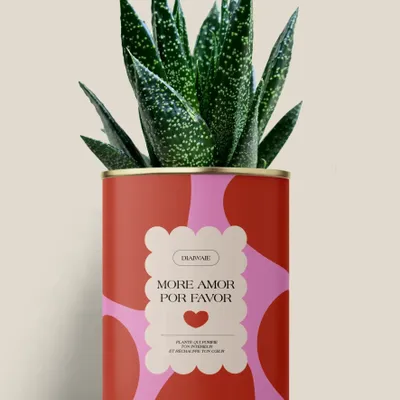 Gifts - More amor por favor - Maxi Aloé - DIAIWAIE