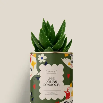 Cadeaux - 365 jours d'amour - Mini Aloé - DIAIWAIE