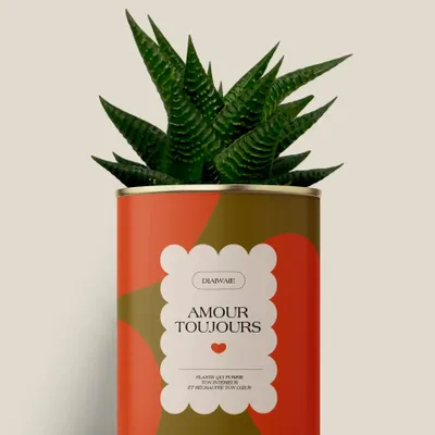 Cadeaux - Amour toujours - Maxi Aloé - DIAIWAIE