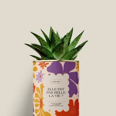 Gifts - Elle est pas belle la vie ? - Mini Aloé - DIAIWAIE