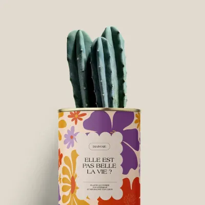 Cadeaux - Elle est pas belle la vie ? - Mini Cactus - DIAIWAIE