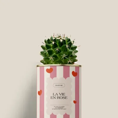 Gifts - La vie en rose - Mini Cactus - DIAIWAIE