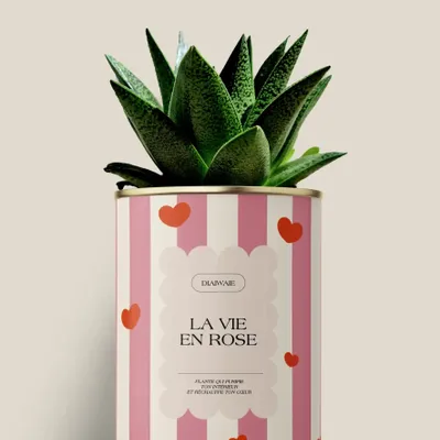 Gifts - La vie en rose - Maxi Aloé - DIAIWAIE