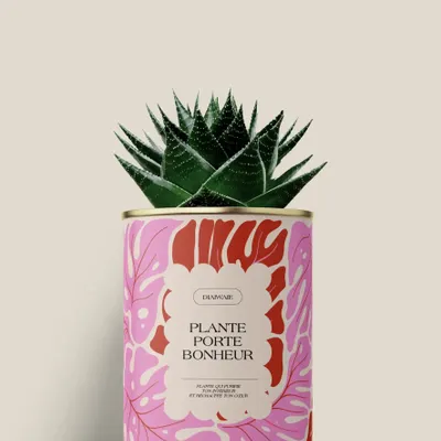 Cadeaux - Plante porte bonheur - Mini Aloé - DIAIWAIE