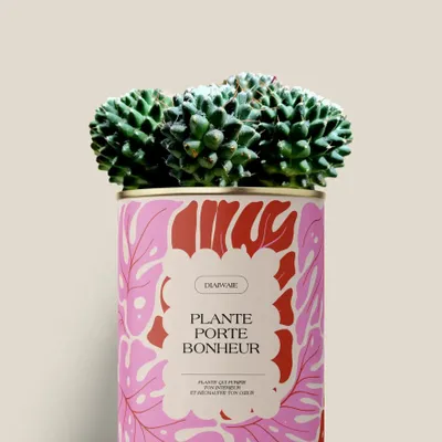 Cadeaux - Plante porte bonheur - Maxi Cactus - DIAIWAIE