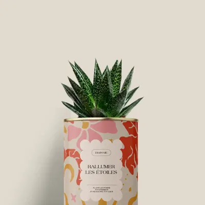 Gifts - Rallumer les étoiles - Mini Aloé - DIAIWAIE