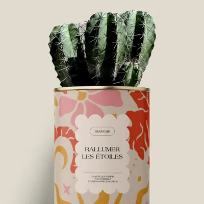 Gifts - Rallumer les étoiles - Maxi Cactus - DIAIWAIE