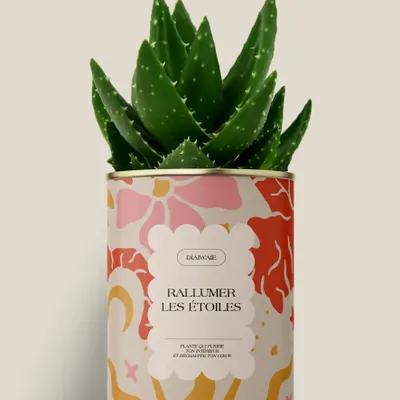 Gifts - Rallumer les étoiles - Maxi Aloé - DIAIWAIE