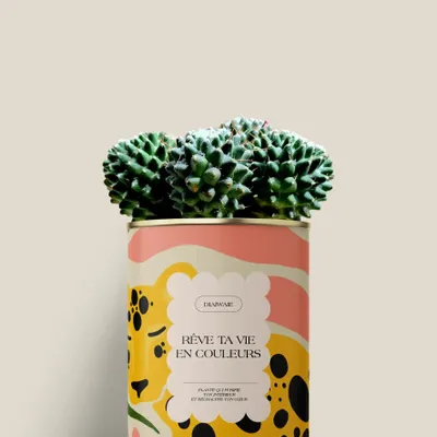Gifts - Rêve ta vie en couleurs - Mini Cactus - DIAIWAIE