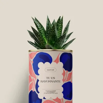 Gifts - Tu es rayonnante - Mini Aloé - DIAIWAIE