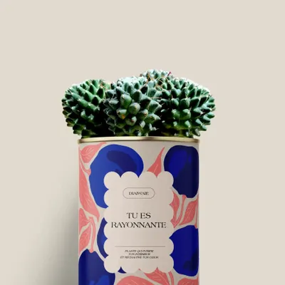 Cadeaux - Tu es rayonnante - Mini Cactus - DIAIWAIE