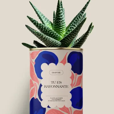 Gifts - Tu es rayonnante - Maxi Aloé - DIAIWAIE