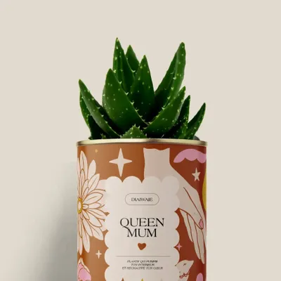 Gifts - Queen Mum - Mini Aloé - DIAIWAIE