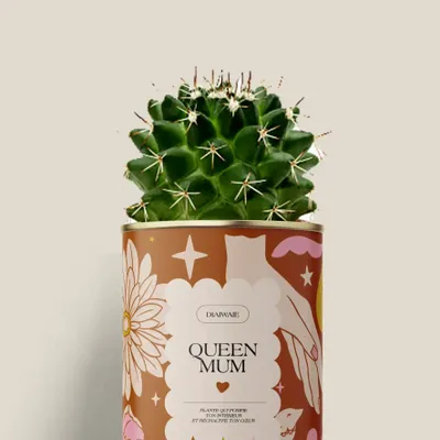 Gifts - Queen Mum - Mini Cactus - DIAIWAIE