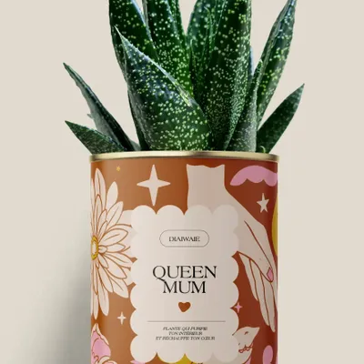 Gifts - Queen Mum - Maxi Aloé - DIAIWAIE