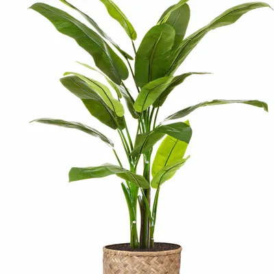 Décorations florales - Oiseau du paradis 190 cm dans son pot en bananier tressé - NATURE D'INTÉRIEUR